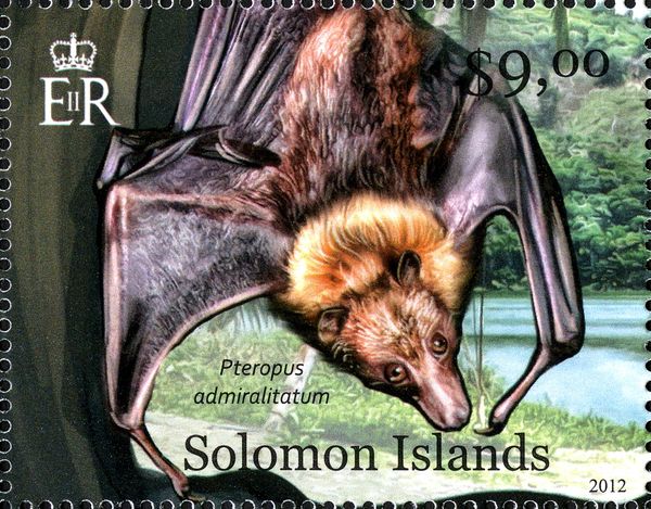 Admiralty Flying Fox (Pteropus admiralitatum)