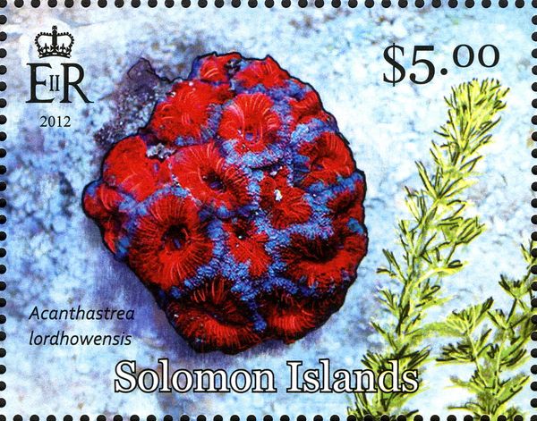Starry Cup Coral (Acanthastrea lordhowensis)