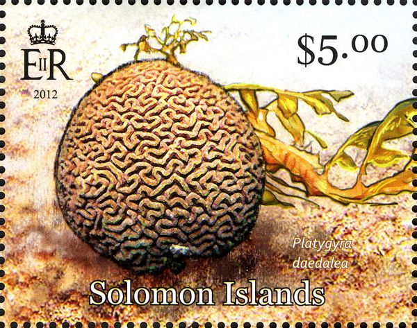 Lesser Valley Coral (Platygyra daedalea)