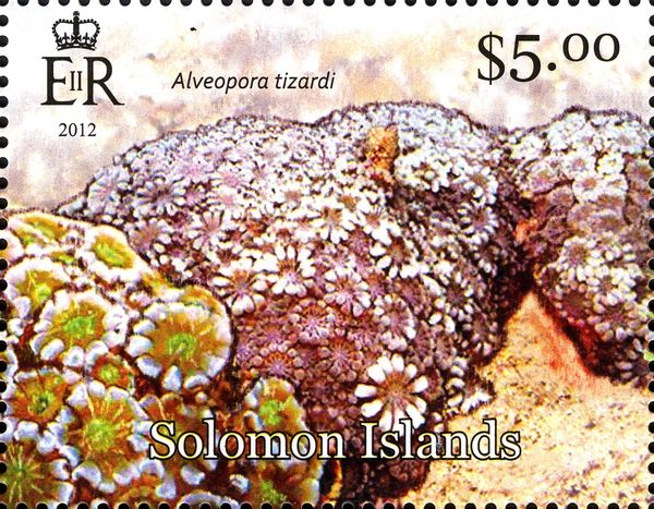 Flower Coral (Alveopora tizardi)