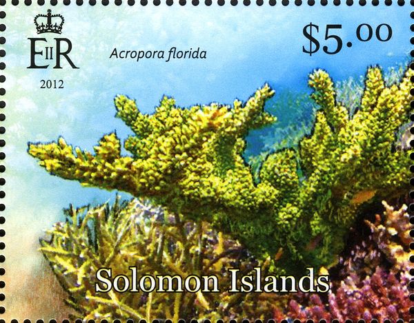 Branch Coral (Acropora florida)