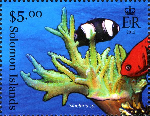 Finger Leather Coral (Sinularia sp.), Sebae Clownfish (Amphi