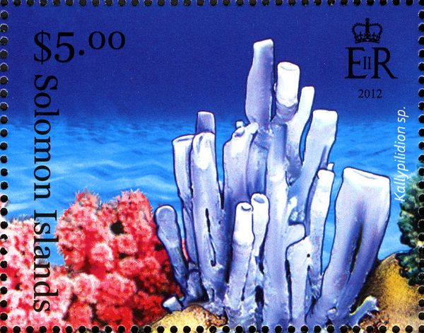Tube Spoge (Kallypilidion sp.)