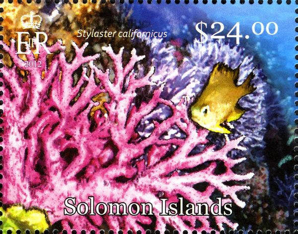 California Hydrocoral (Stylaster californicus)