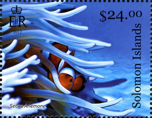 Sebae Anemone (Heteractis crispa), Anemonefish