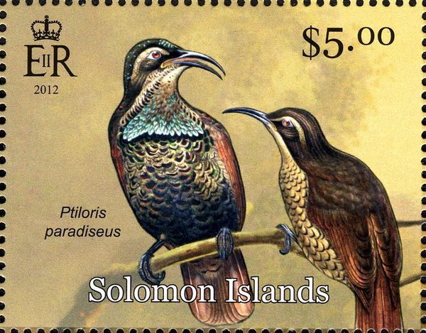 Paradise Riflebird (Ptiloris paradiseus)