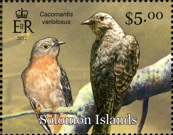 Brush Cuckoo (Cacomantis variolosus)