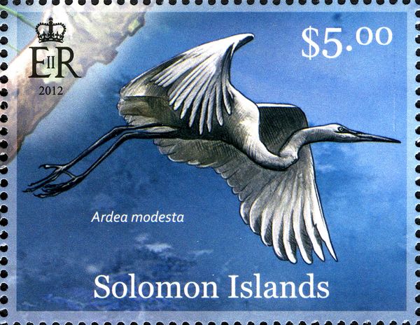 Eastern Great Egret (Ardea modesta)