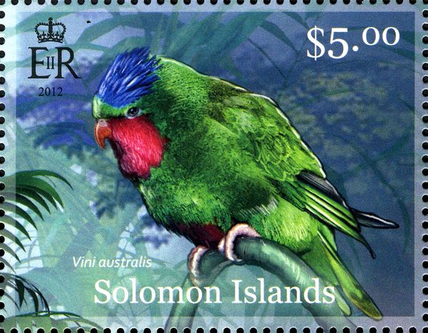 Blue-crowned Lorikeet (Vini australis)