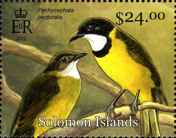 Golden Whistler (Pachycephala pectoralis)