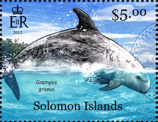 Risso´s Dolphin (Grampus griseus)