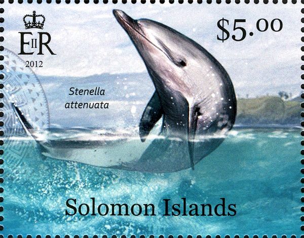 Pantropical Spotted Dolphin (Stenella attenuata)