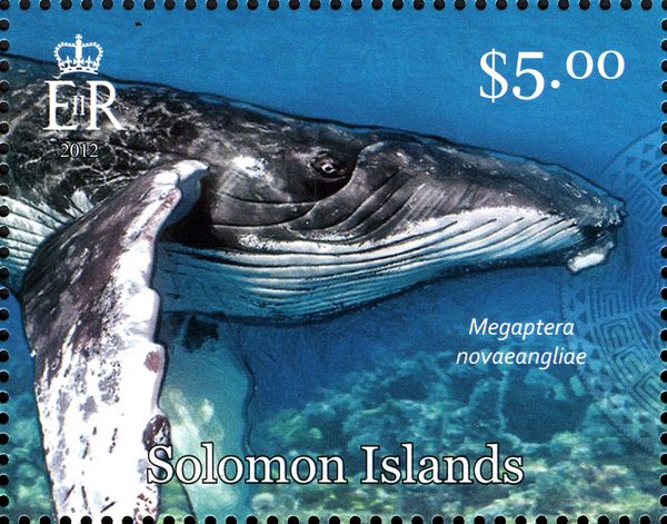 Humpback Whale (Megaptera novaeangliae)