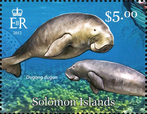 Dugong (Dugong dugon)