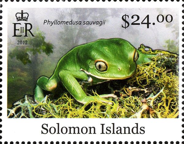 Waxy Monkey Tree Frog (Phyllomedusa sauvagii)