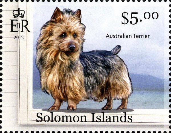 Australian Terrier (Canis lupus familiaris)