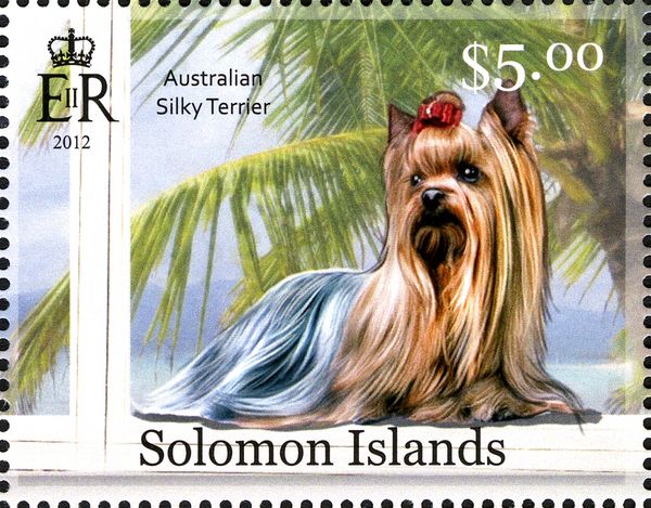 Australian Silky Terrier (Canis lupus familiaris)