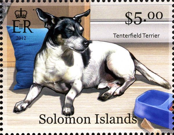 Tenterfield Terrier (Canis lupus familiaris)