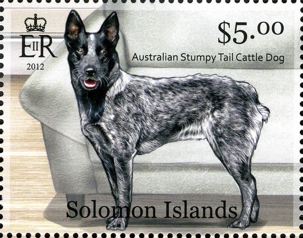 Australian Stumpy-tailed Cattle Dog (Canis lupus familiaris)