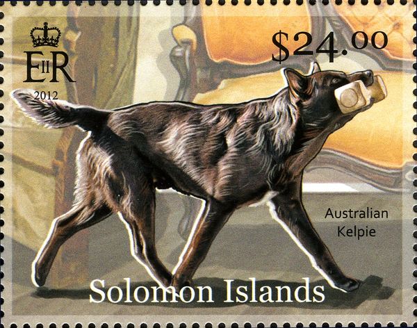 Australian Kelpie (Canis lupus familiaris)