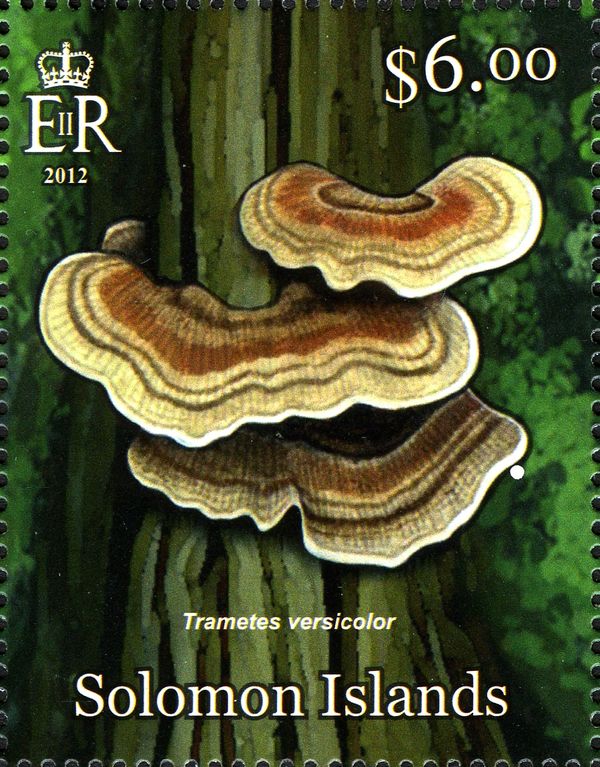 Trametes versicolor