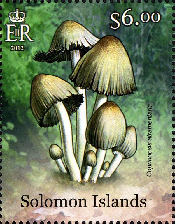 Coprinopsis atramentaria