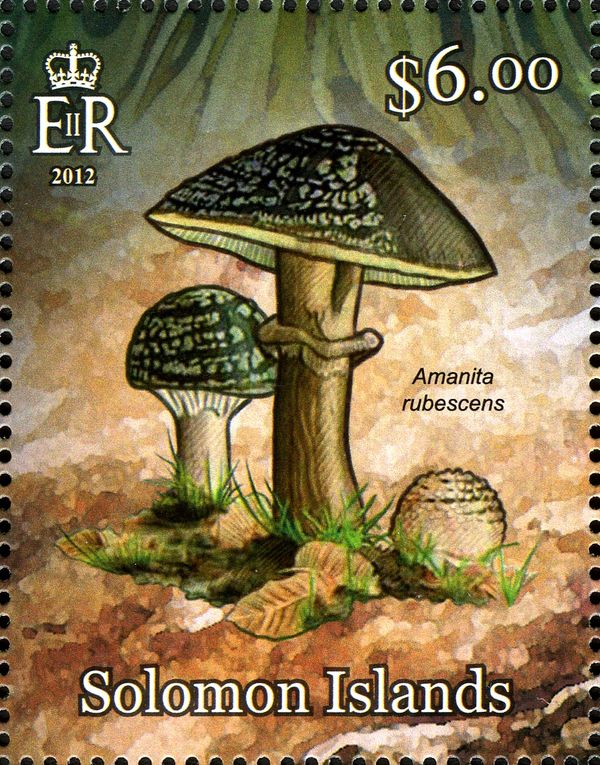 Amanita rubescens