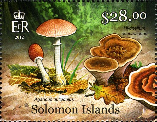 Agaricus dulcidulus