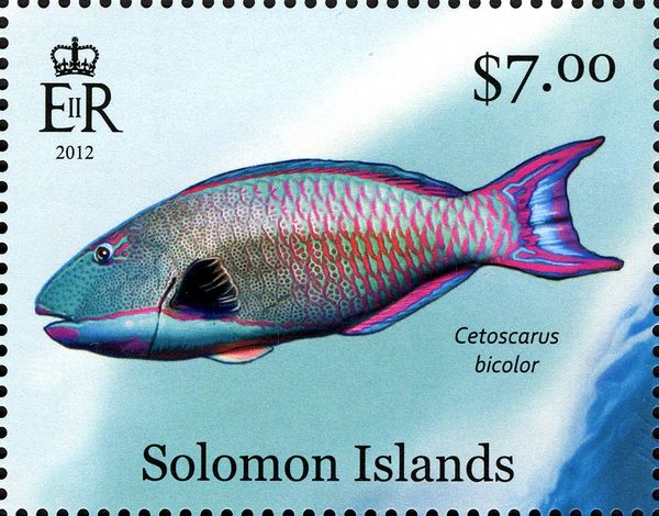 Bicolour Parrotfish (Cetoscarus bicolor)