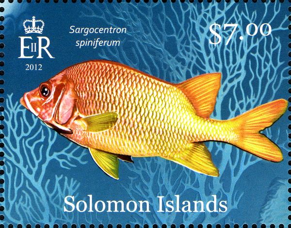 Spiny Squirrelfish (Sargocentron spiniferum)