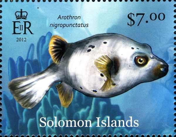Blackspotted Puffer (Arothron nigropunctatus)