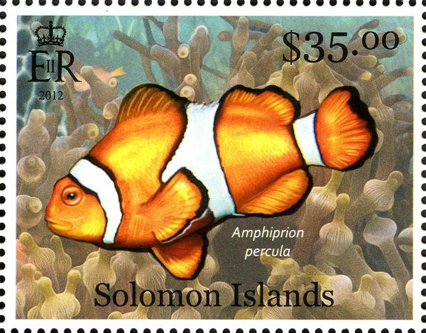 Orange Clownfish (Amphiprion percula)