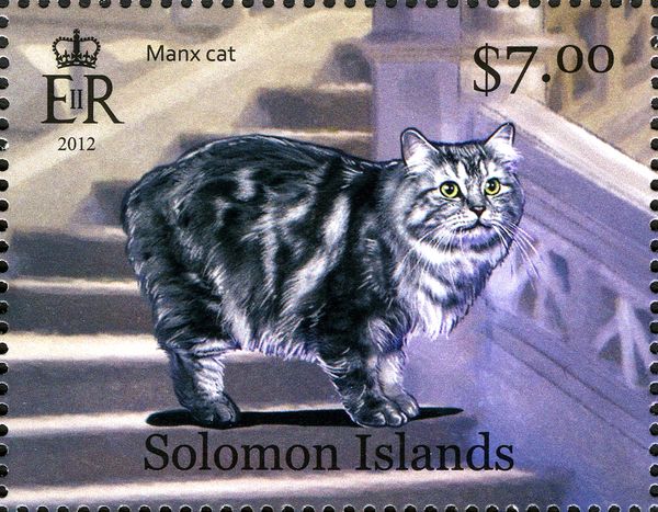Manx Cat (Felis silvestris catus)