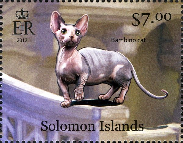 Bambino Cat (Felis silvestris catus)