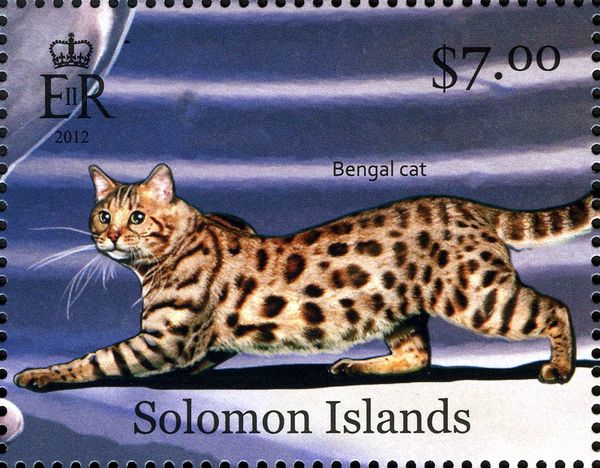 Bengal (Felis silvestris catus)