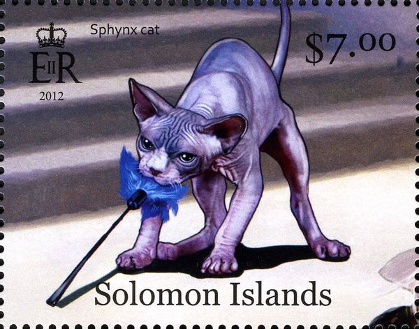 Sphynx Cat (Felis silvestris catus)
