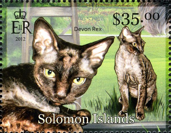 Devon Rex (Felis silvestris catus)