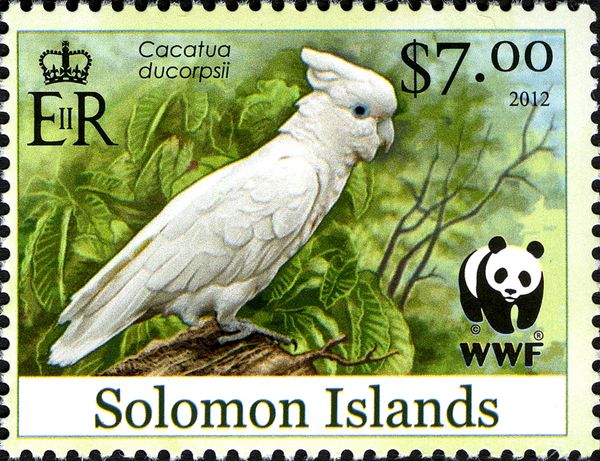 Ducorps's Cockatoo (Cacatua ducorpsii)