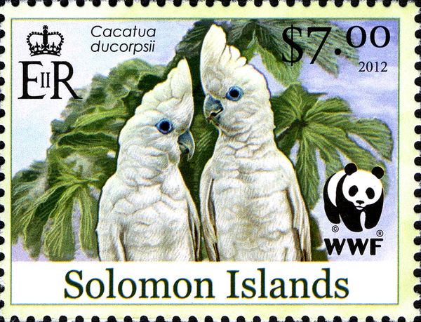 Ducorps's Cockatoo (Cacatua ducorpsii)