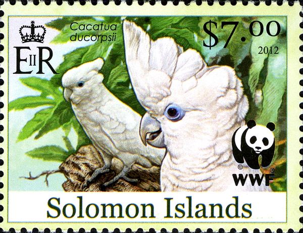 Ducorps's Cockatoo (Cacatua ducorpsii)