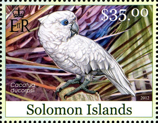 Ducorps's Cockatoo (Cacatua ducorpsii)