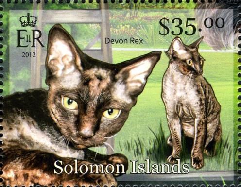 Domestic Cats