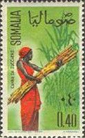 Sugar Cane