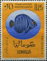Koran Angelfish (Pomacanthus semicirculatus)