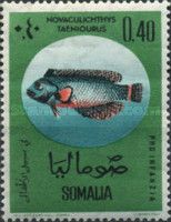 Rockmover Wrasse (Novaculichthys taeniourus)