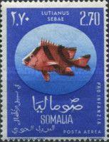 Emperor Red Snapper (Lutianus sebae)
