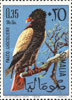 Bateleur Eagle (Terathopius ecaudatus)