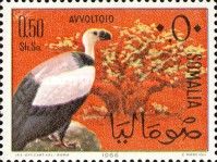 Rüppell's Vulture (Gyps rueppellii)
