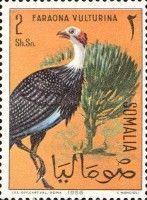 Vulturine Guineafowl (Acryllium vulturinum)