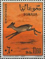Kirk's Dik-dik (Madoqua kirkii)